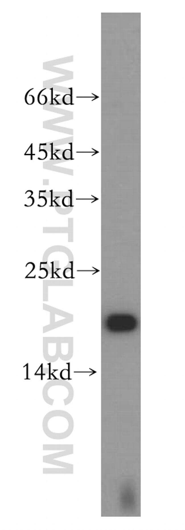 UBE2L3 Antibody in Western Blot (WB)