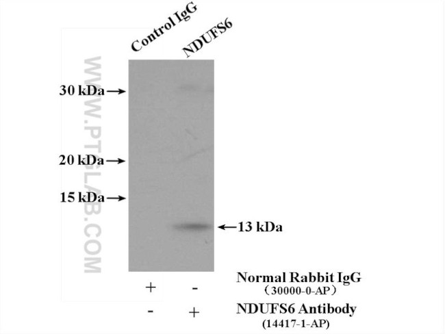 NDUFS6 Antibody in Immunoprecipitation (IP)