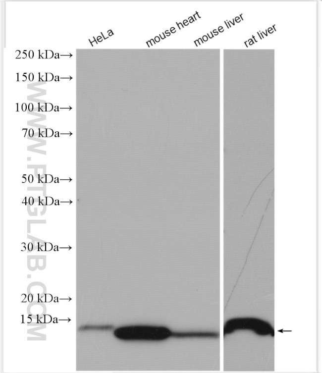 NDUFS6 Antibody in Western Blot (WB)