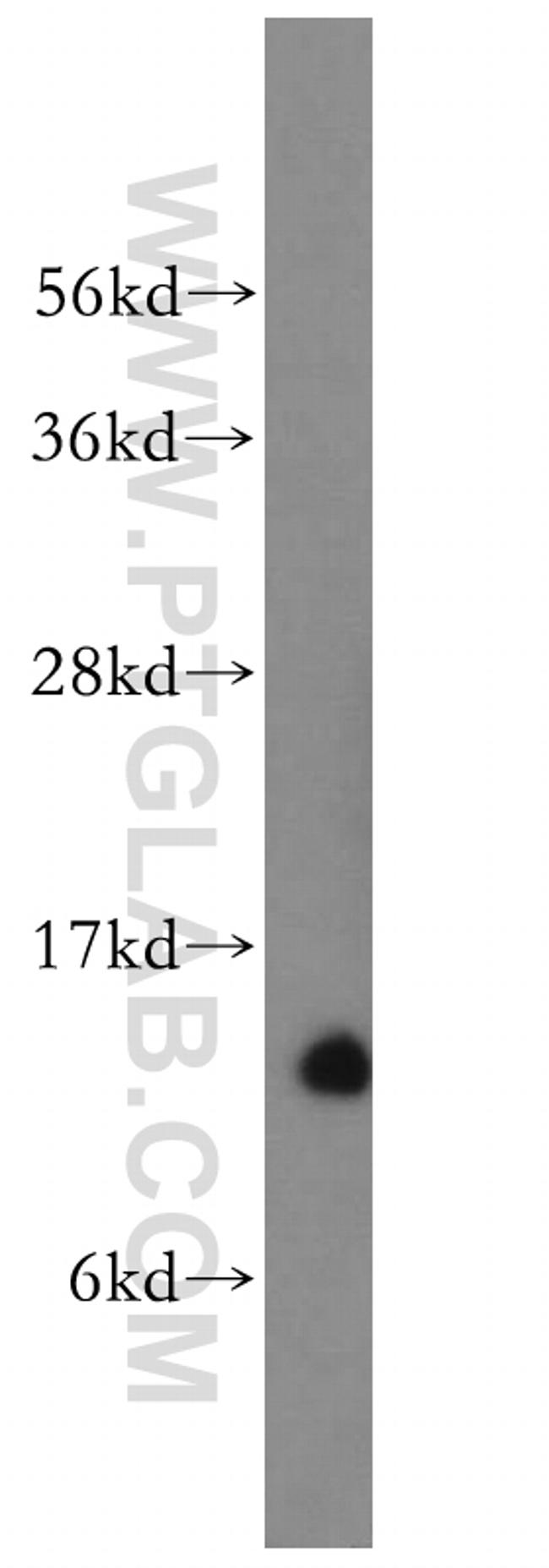 NDUFS6 Antibody in Western Blot (WB)