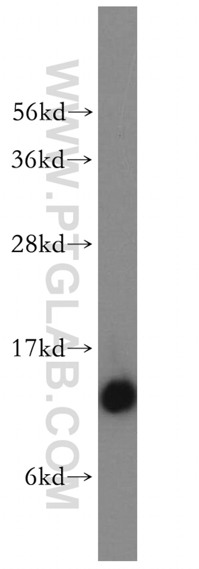 NDUFS6 Antibody in Western Blot (WB)