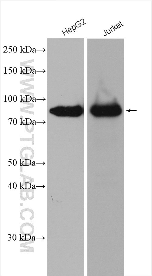 TCF12/HEB Antibody in Western Blot (WB)