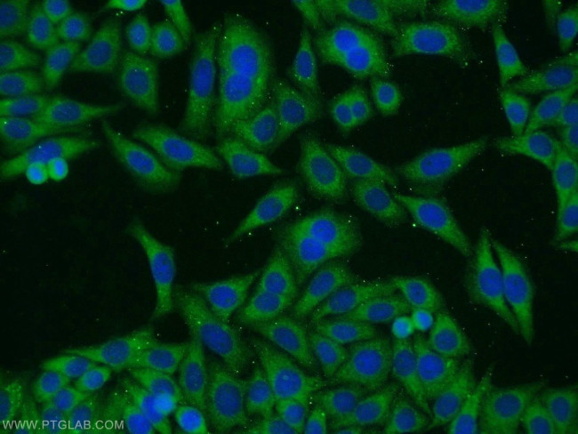 TAX1BP1 Antibody in Immunocytochemistry (ICC/IF)