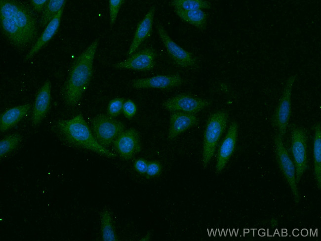 Apolipoprotein AI Antibody in Immunocytochemistry (ICC/IF)