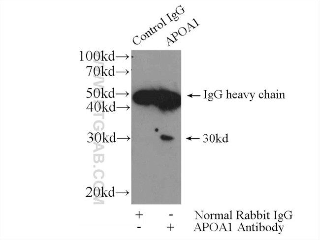 Apolipoprotein AI Antibody in Immunoprecipitation (IP)