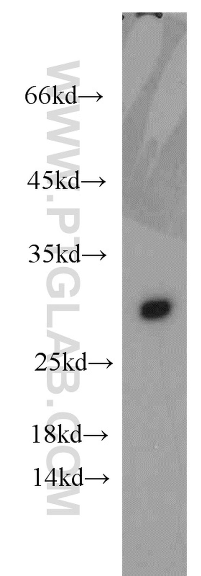 Apolipoprotein AI Antibody in Western Blot (WB)