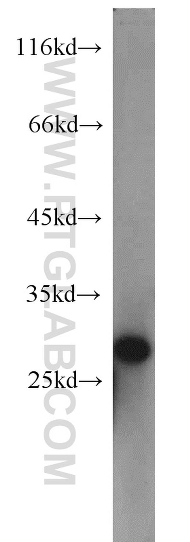 Apolipoprotein AI Antibody in Western Blot (WB)