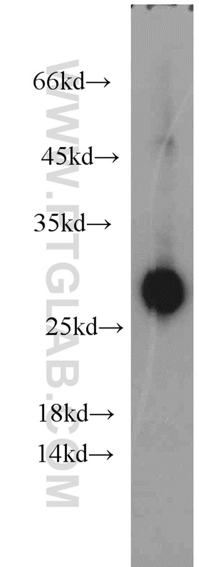 Apolipoprotein AI Antibody in Western Blot (WB)