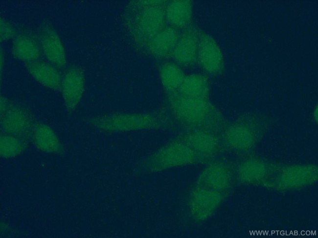 AMPK beta 2 Antibody in Immunocytochemistry (ICC/IF)