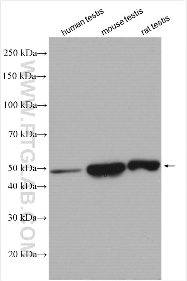 ZMYND10 Antibody in Western Blot (WB)