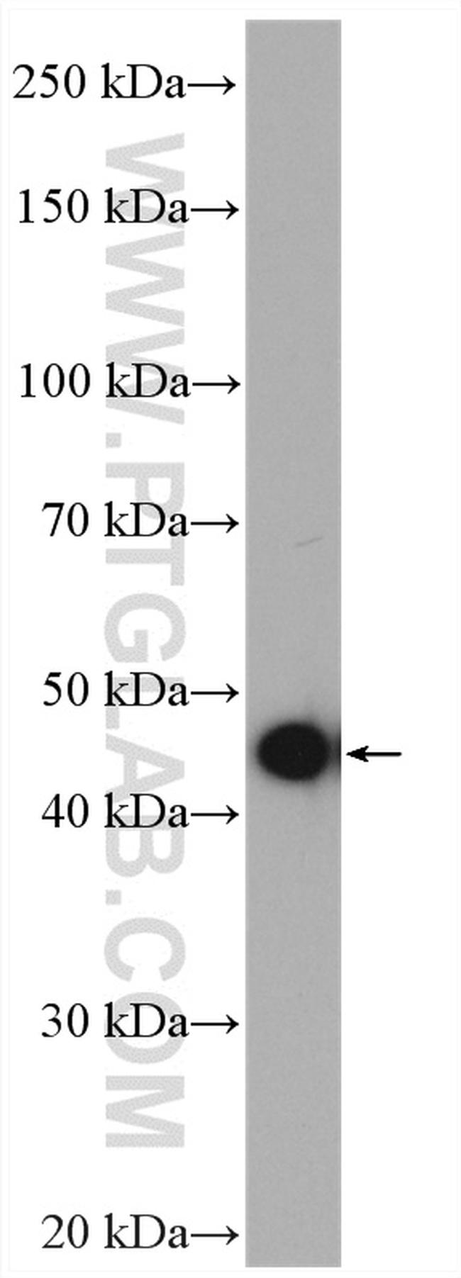 PPME1 Antibody in Western Blot (WB)