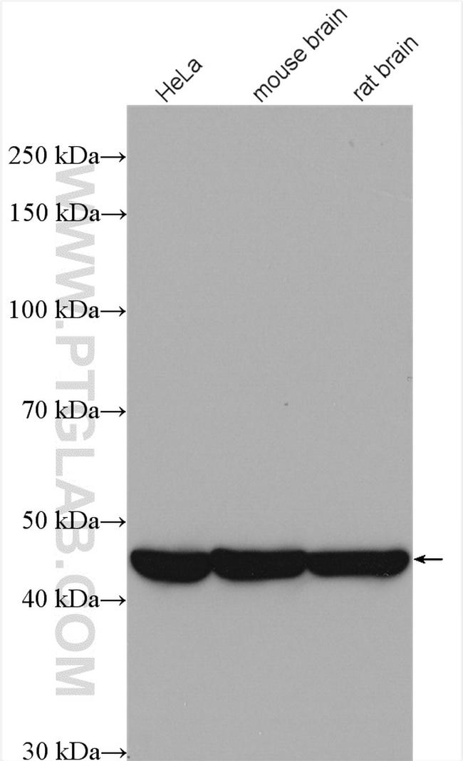 PPME1 Antibody in Western Blot (WB)