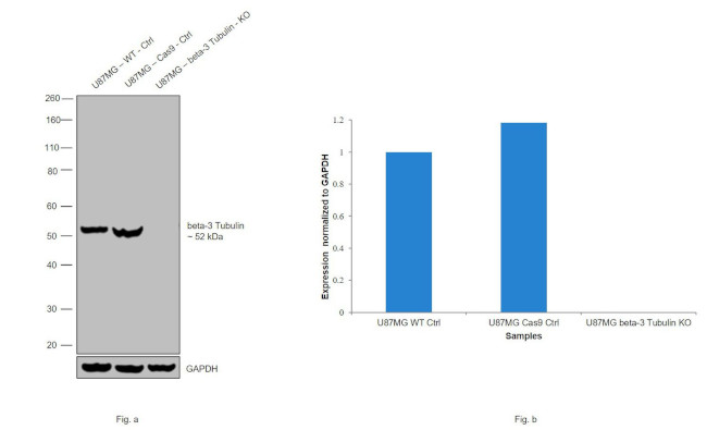 beta-3 Tubulin Antibody