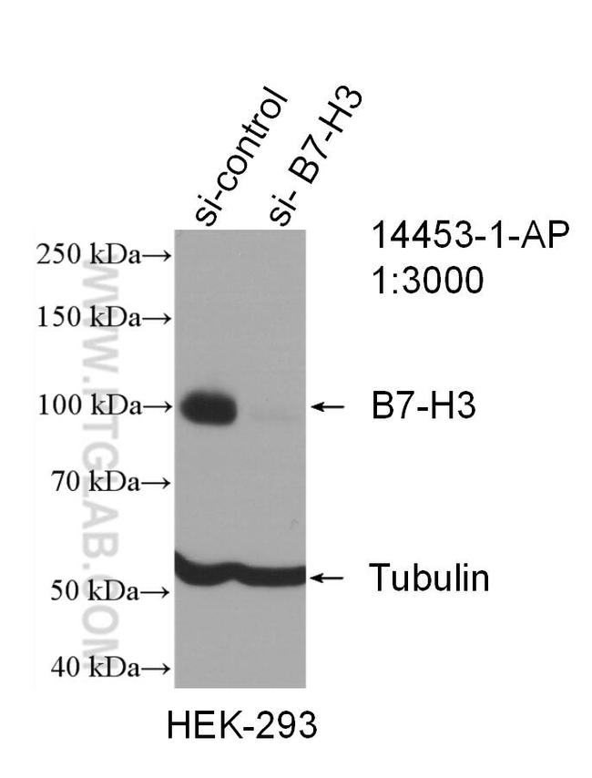 B7-H3 Antibody in Western Blot (WB)