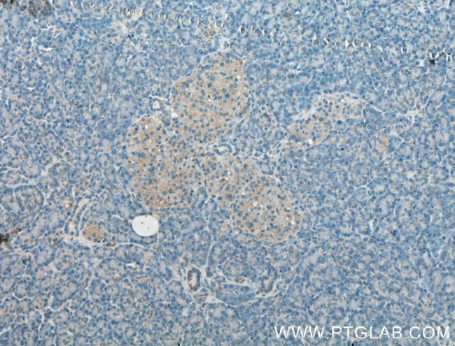 AMH Antibody in Immunohistochemistry (Paraffin) (IHC (P))