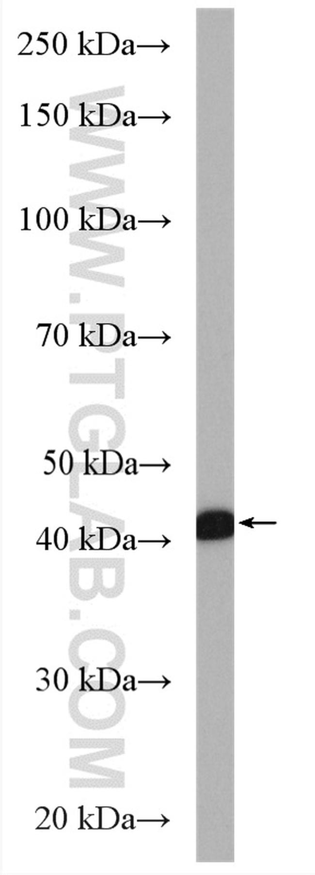 FECH Antibody in Western Blot (WB)