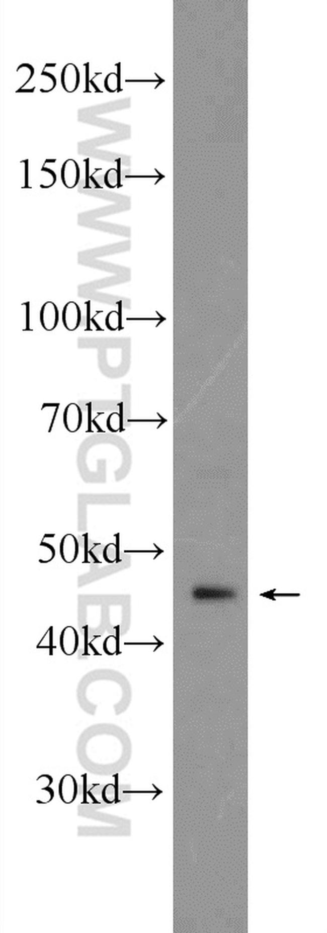 FECH Antibody in Western Blot (WB)