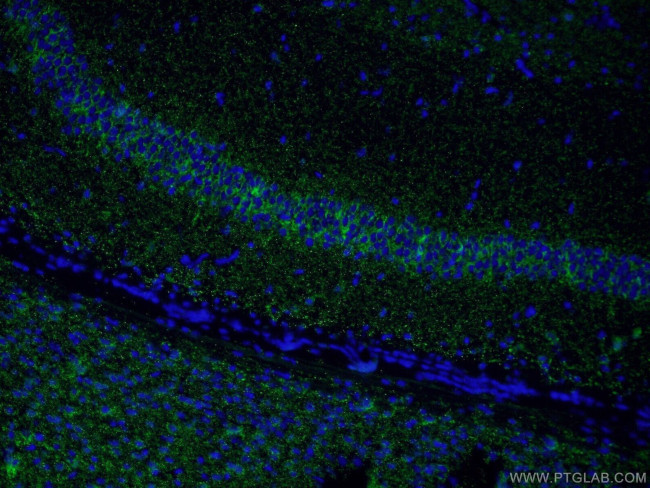 VGAT Antibody in Immunohistochemistry (PFA fixed) (IHC (PFA))