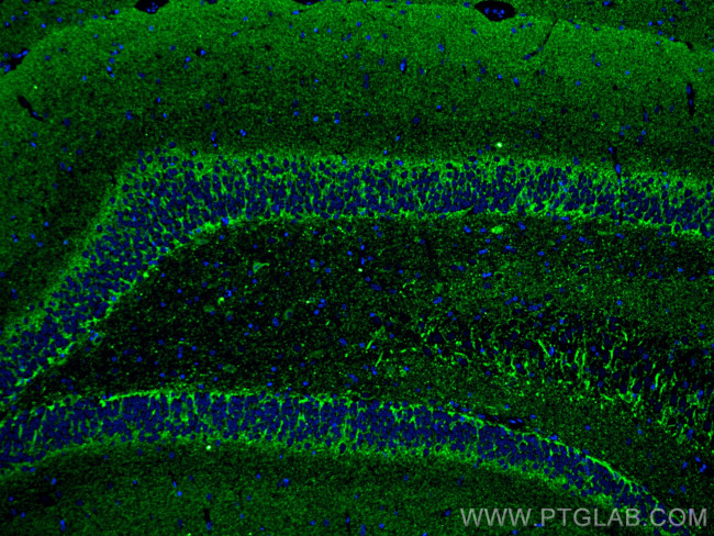 VGAT Antibody in Immunohistochemistry (PFA fixed) (IHC (PFA))