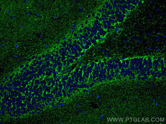 VGAT Antibody in Immunohistochemistry (PFA fixed) (IHC (PFA))