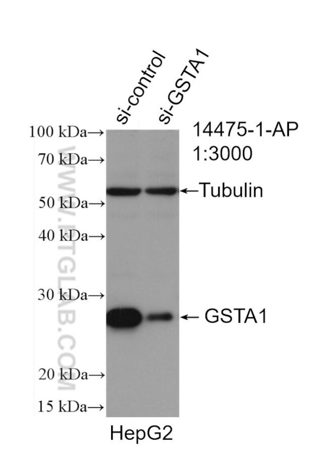 GSTA1 Antibody in Western Blot (WB)