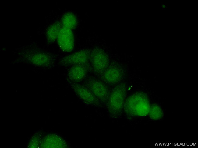 LCOR Antibody in Immunocytochemistry (ICC/IF)