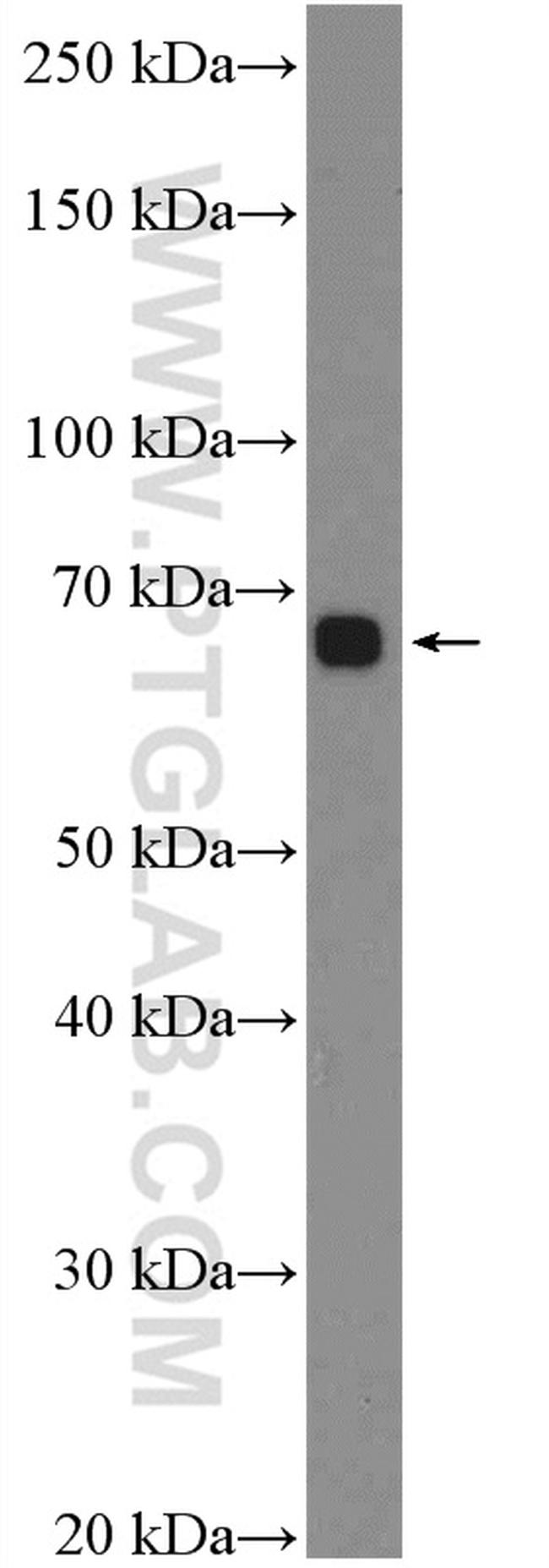 SIRP alpha Antibody in Western Blot (WB)