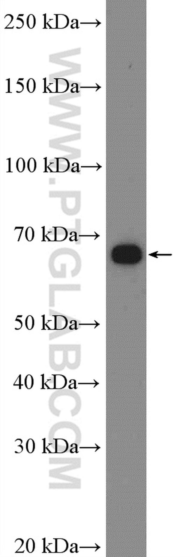 SIRP alpha Antibody in Western Blot (WB)