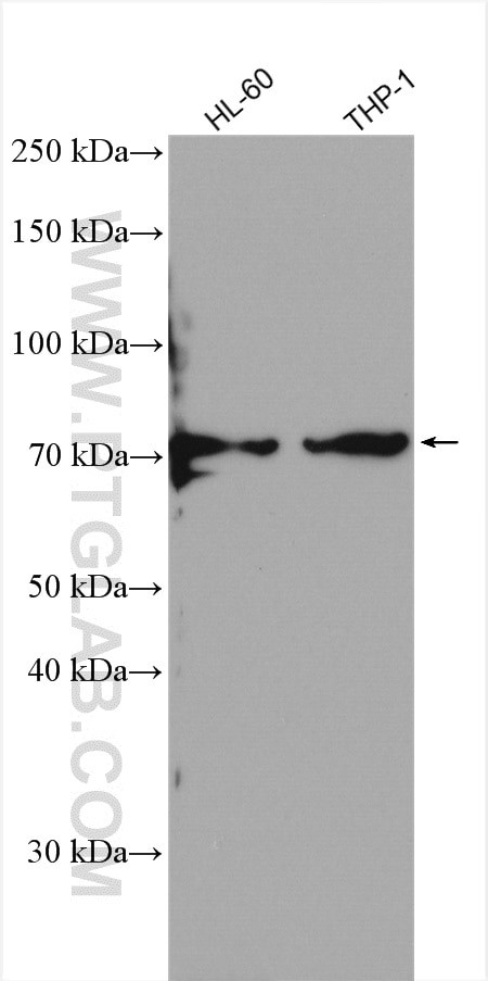 SIRP alpha Antibody in Western Blot (WB)