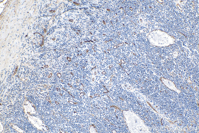 CD34 Antibody in Immunohistochemistry (Paraffin) (IHC (P))