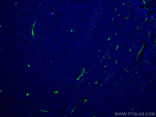 CD34 Antibody in Immunohistochemistry (PFA fixed) (IHC (PFA))