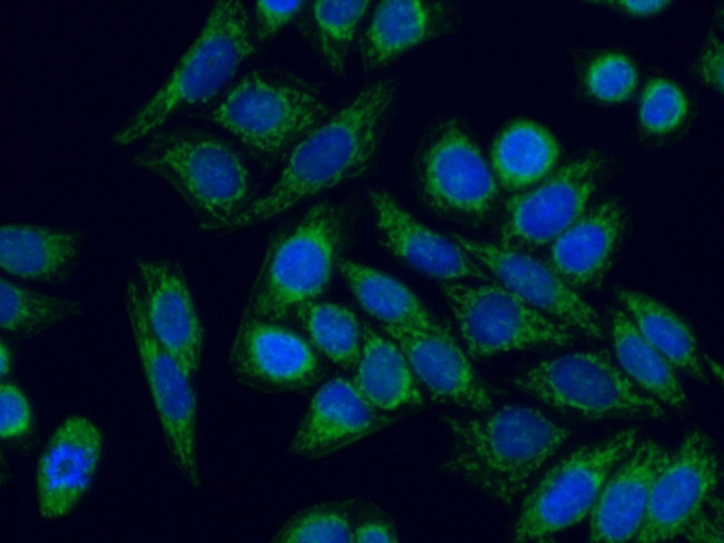 PNPT1 Antibody in Immunocytochemistry (ICC/IF)