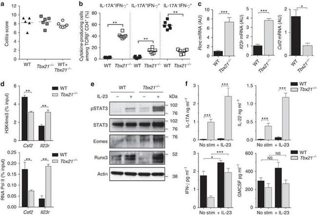 EOMES Antibody