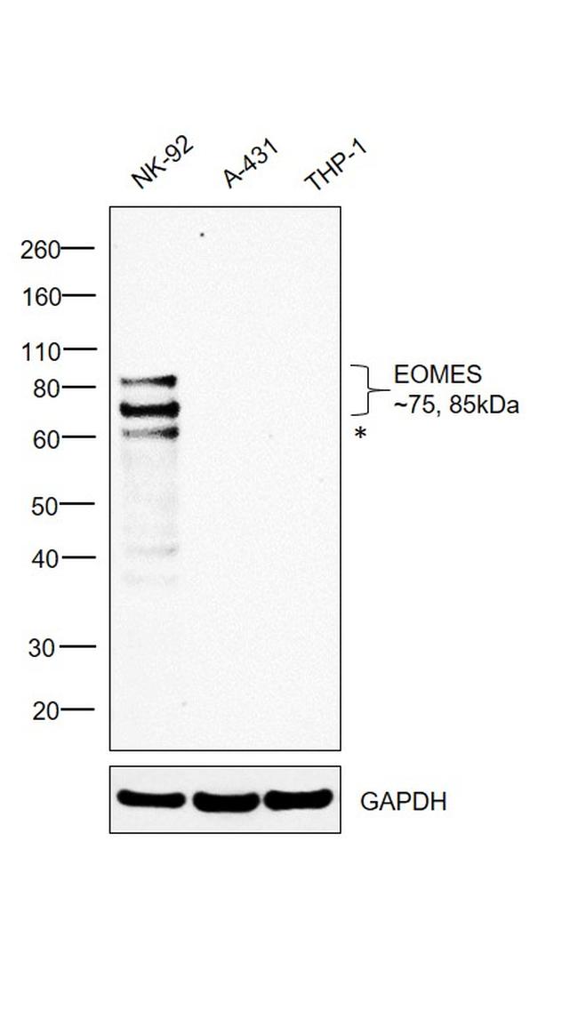 EOMES Antibody in Western Blot (WB)