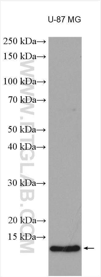 DBI Antibody in Western Blot (WB)