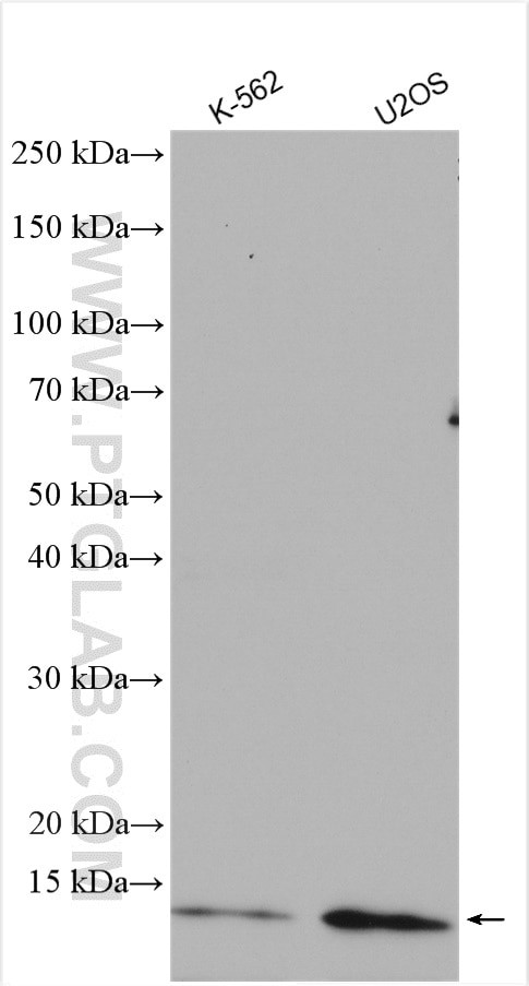 HBXIP Antibody in Western Blot (WB)