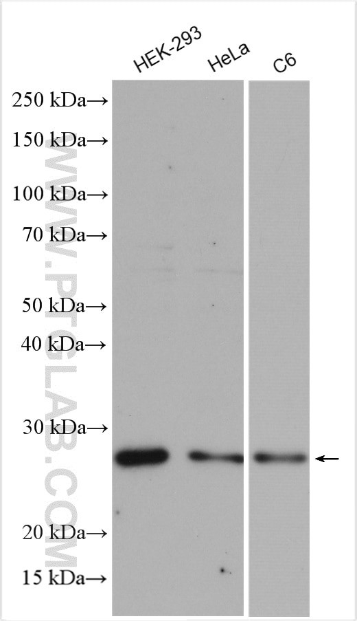 VTI1B Antibody in Western Blot (WB)