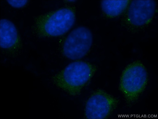 CEP250/CNAP1 Antibody in Immunocytochemistry (ICC/IF)