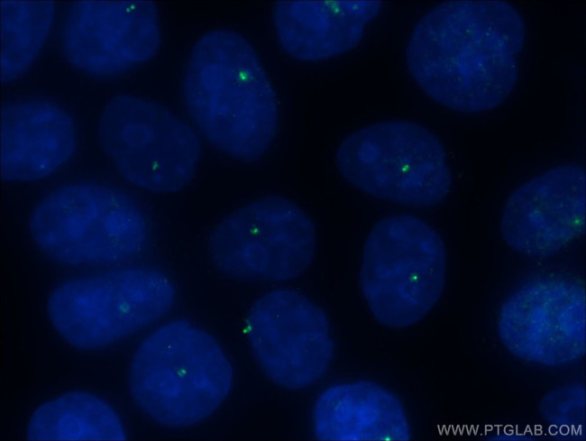 CEP250/CNAP1 Antibody in Immunocytochemistry (ICC/IF)