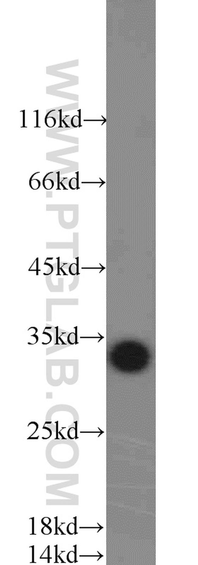 14-3-3 Antibody in Western Blot (WB)