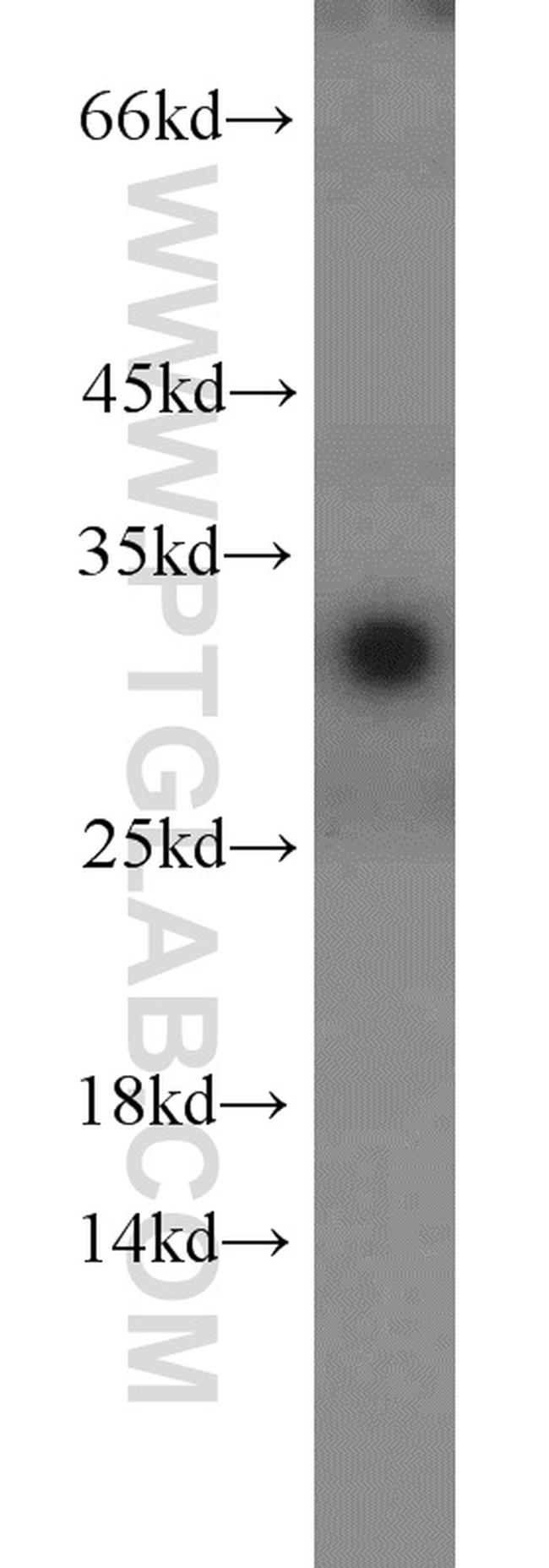 14-3-3 Antibody in Western Blot (WB)