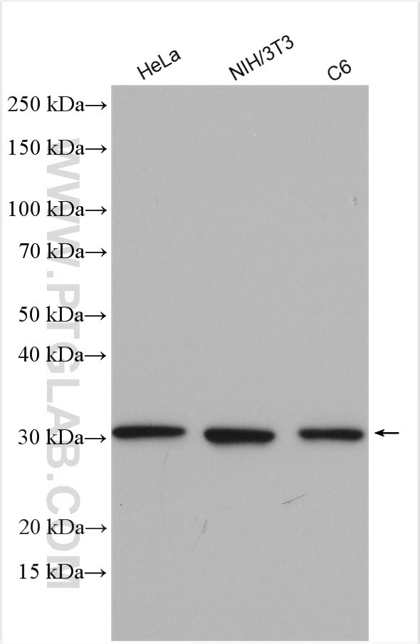 14-3-3 Antibody in Western Blot (WB)