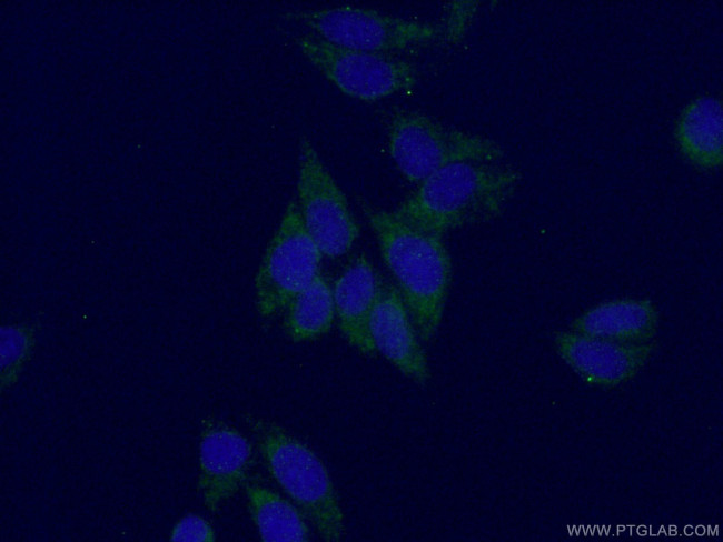 Synaptotagmin-1 Antibody in Immunocytochemistry (ICC/IF)