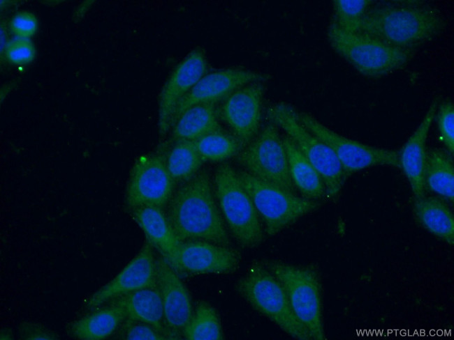 PSPH Antibody in Immunocytochemistry (ICC/IF)