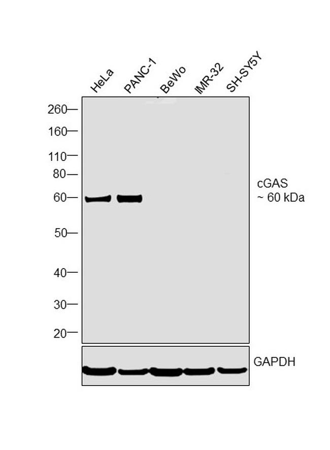 cGAS Antibody in Western Blot (WB)