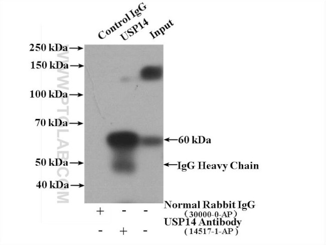 USP14 Antibody in Immunoprecipitation (IP)