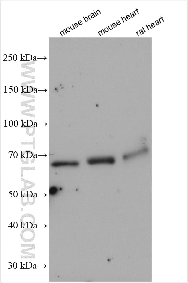 CRMP2 Antibody in Western Blot (WB)