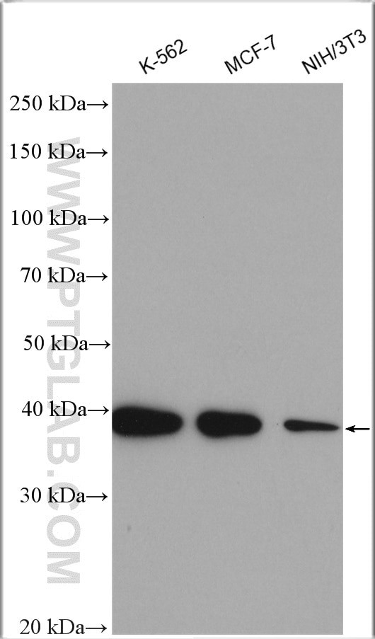 hnRNP-E1 Antibody in Western Blot (WB)