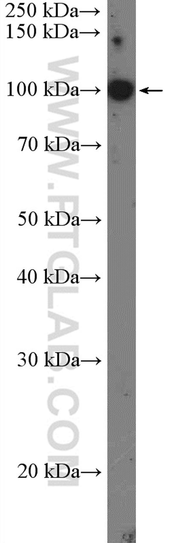 TOP3A Antibody in Western Blot (WB)