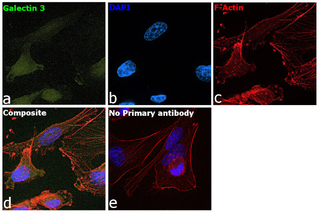 Galectin 3 Antibody in Immunocytochemistry (ICC/IF)